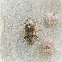 Stenocotis depressa