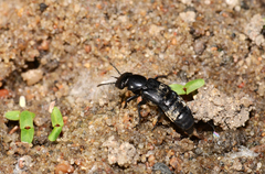 Creophilus maxillosus