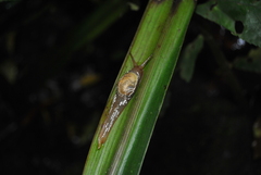 Helicarionoidea