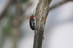 Cacoscelis nigripennis