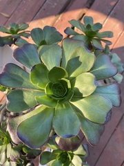 Aeonium