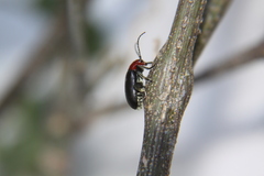 Cacoscelis nigripennis