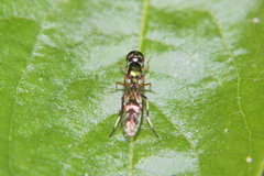 Sargus fasciatus