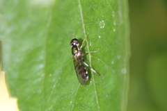 Sargus fasciatus