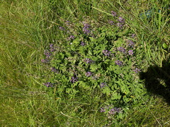 Lupinus arbustus