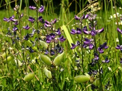 Lupinus arbustus