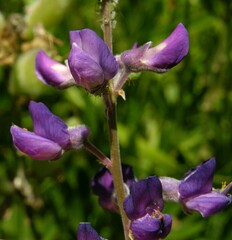 Lupinus arbustus