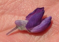 Lupinus arbustus
