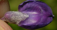 Lupinus arbustus