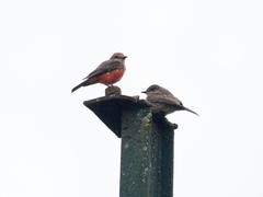 Pyrocephalus rubinus