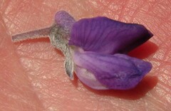 Lupinus arbustus