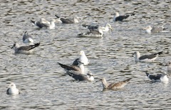 Larus michahellis