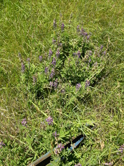 Lupinus arbustus