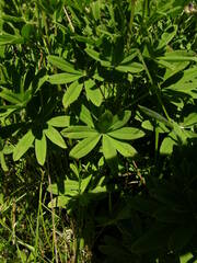 Lupinus arbustus