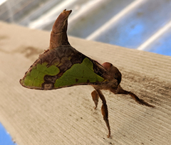 Aenetus moorei