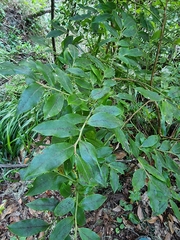 Vaccinium padifolium image