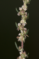 Bassia laniflora