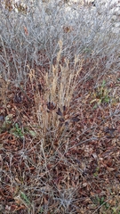 Juncus greenei
