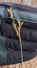 Juncus greenei