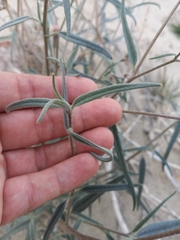 Palafoxia arida arida
