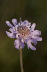Scabiosa canescens