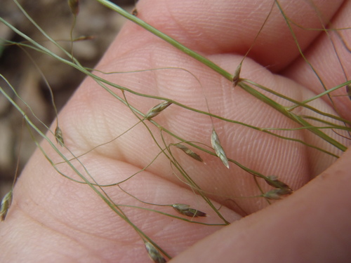 Eragrostis intermedia iNat (1)