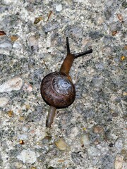 Triodopsis hopetonensis