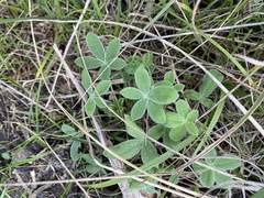 Lupinus texensis