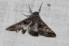 Gastrinodes argoplaca