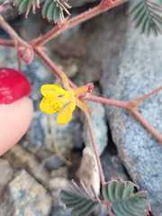 Hoffmannseggia peninsularis