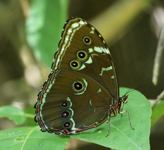 Morpho