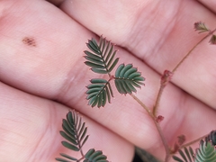 Hoffmannseggia peninsularis