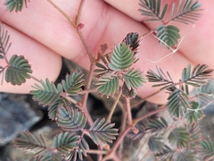 Hoffmannseggia peninsularis