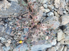 Hoffmannseggia peninsularis