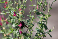 Xylocopa tabaniformis
