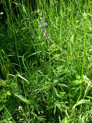 Lupinus arbustus