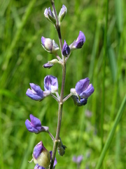 Lupinus arbustus