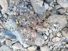 Hoffmannseggia peninsularis