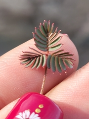 Hoffmannseggia peninsularis