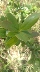 Berberis
