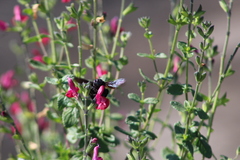 Xylocopa tabaniformis