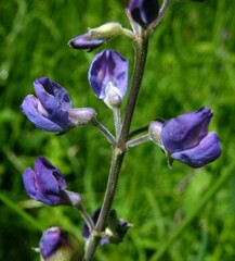 Lupinus arbustus