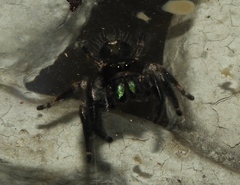 Phidippus maddisoni