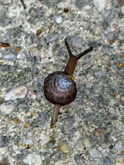 Triodopsis hopetonensis