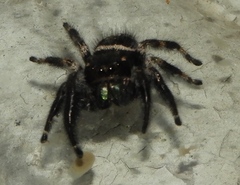 Phidippus maddisoni