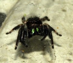 Phidippus maddisoni