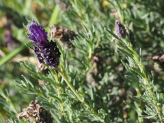 Lavandula
