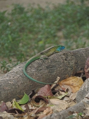 Cnemidophorus gaigei