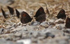 Erebia pronoe