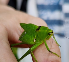 Stilpnochlora